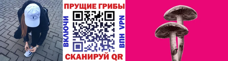 Псилоцибиновые грибы Psilocybe Бийск